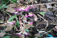 Christisonia tubulosa